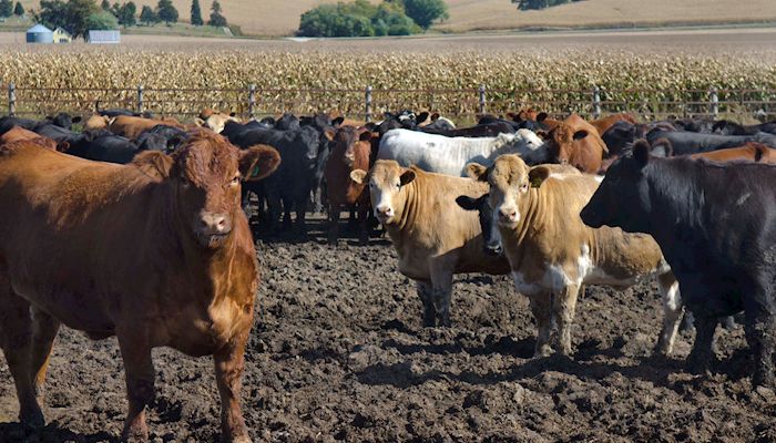 Cattle herd expansion continues