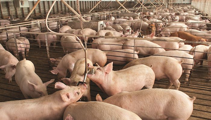Pork profits vanishing