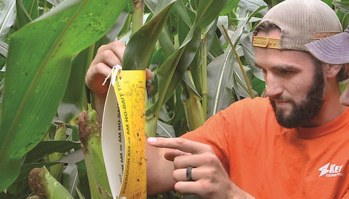 Scouting for threats to corn yields