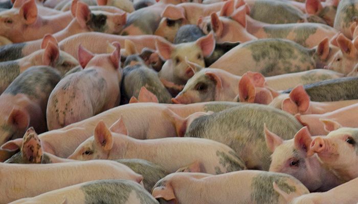 Swine fever spreading in China