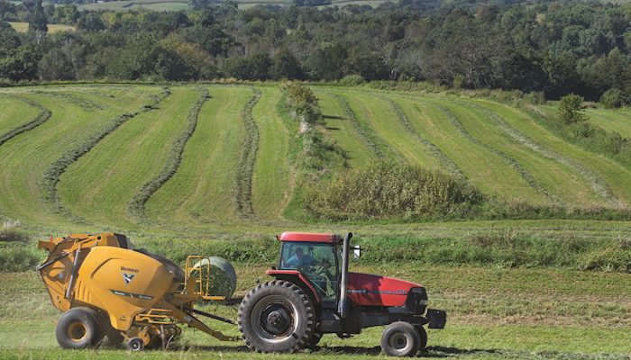 Plentiful corn supplies for livestock feeders