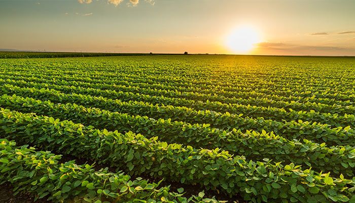 Soybean field