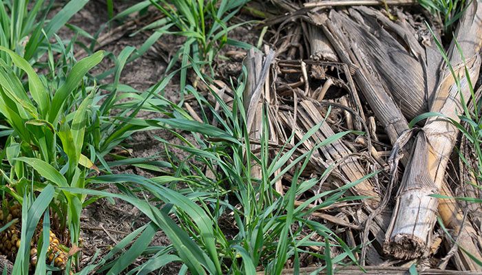 Cover Crops