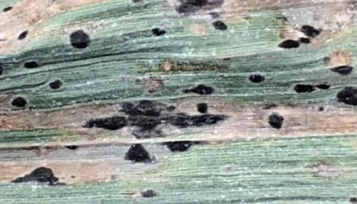 Tar spot on corn