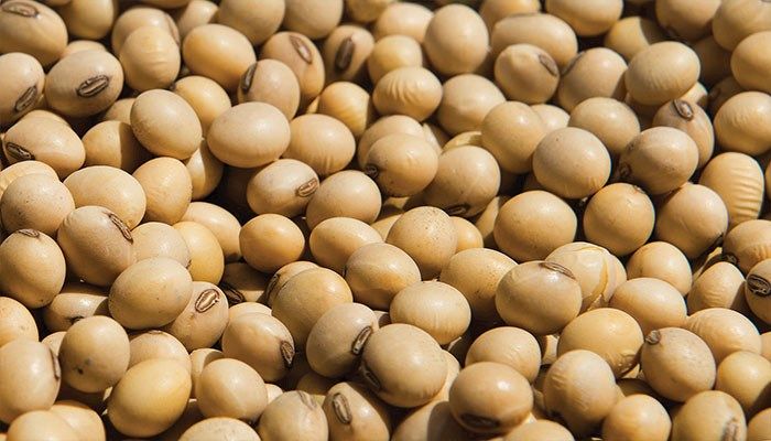 Soybean crush starts fast