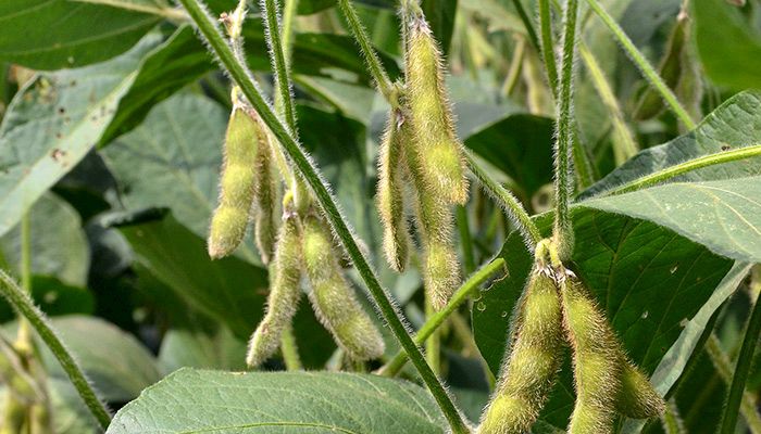Soybeans