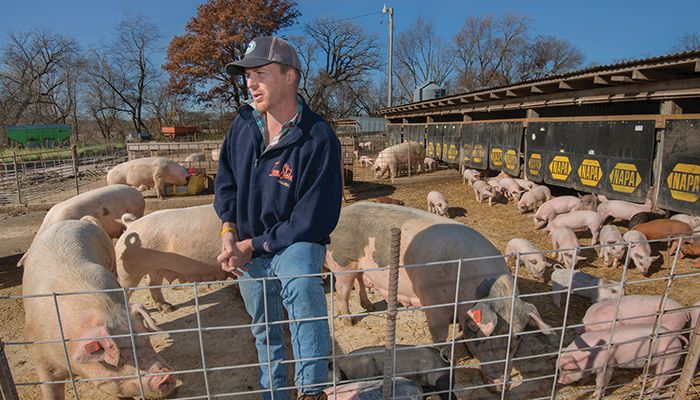 Sows and young pigs share an outdoor pen at Aaron Williams' farm in Page County near Villisca. 
