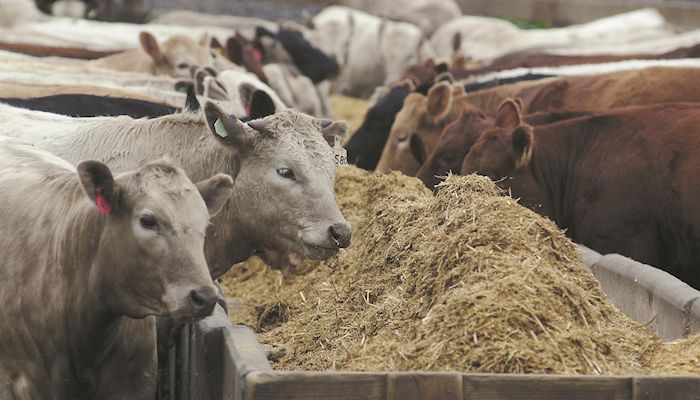Iowa cattle inventory rises 