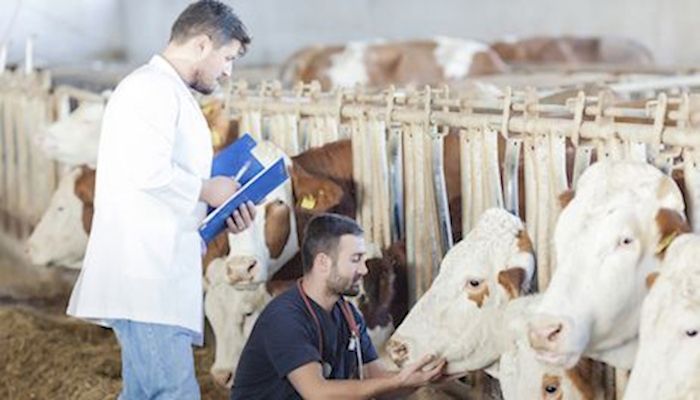 Sharp drop in antibiotic sales for livestock