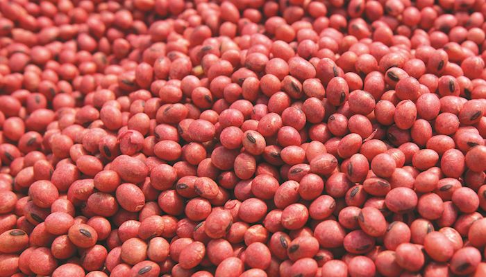 Soybean Strategy - Jan. 9, 2019