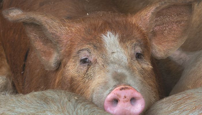 Trade key to pork prices