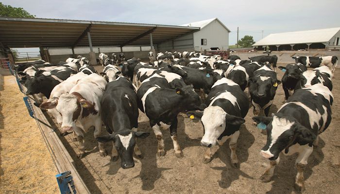 Livestock Markets - January 23, 2019