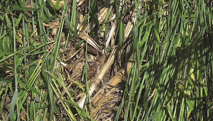 New cover crop cost-share plan launched