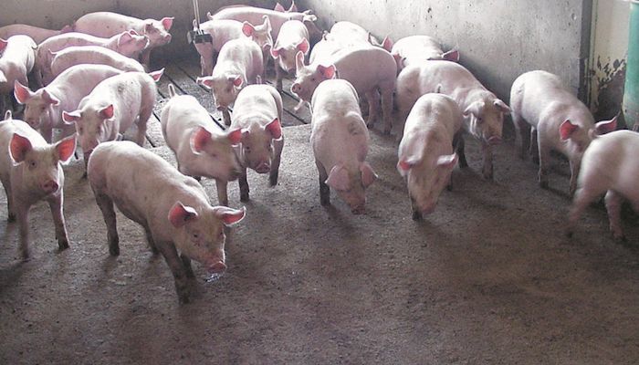 Livestock Markets - February 6, 2019