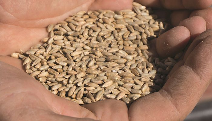 Farmers growing their own cover crop seed