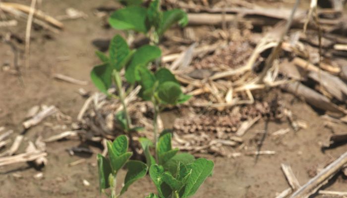 A new pest, soybean gall midge, treatens fields