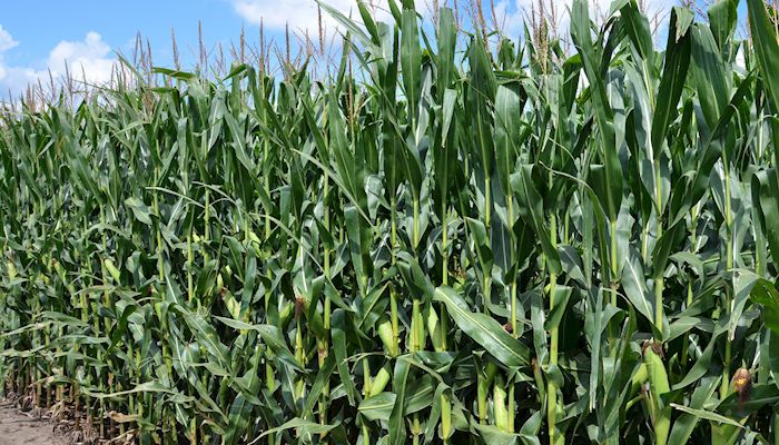 Tar spot showing up in Eastern Iowa cornfields
