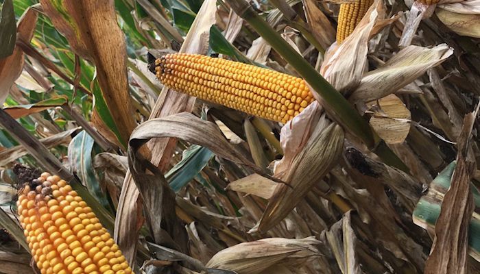 Corn stocks fall in report