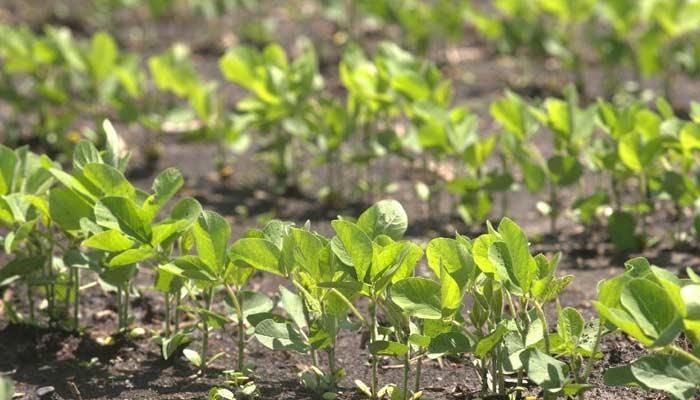 Soybean field