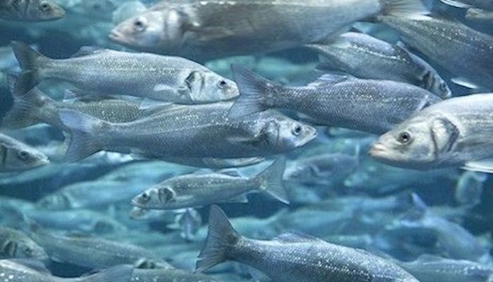 CSIF’s Aquaculture Conference slated for March 22-23