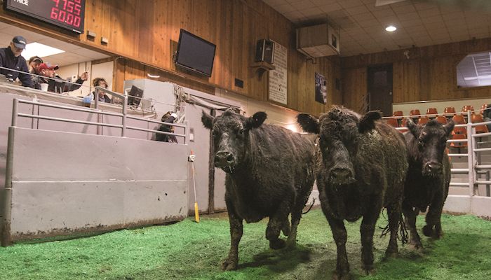 Livestock Marketing - March 6, 2019