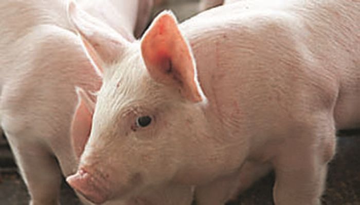 Disease concerns drive hog futures higher