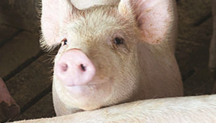 Tariffs slow pork exports