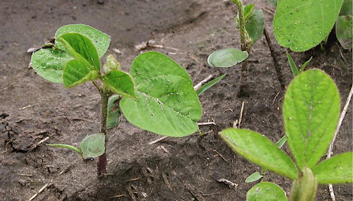 Soybean Strategy - April 17, 2019