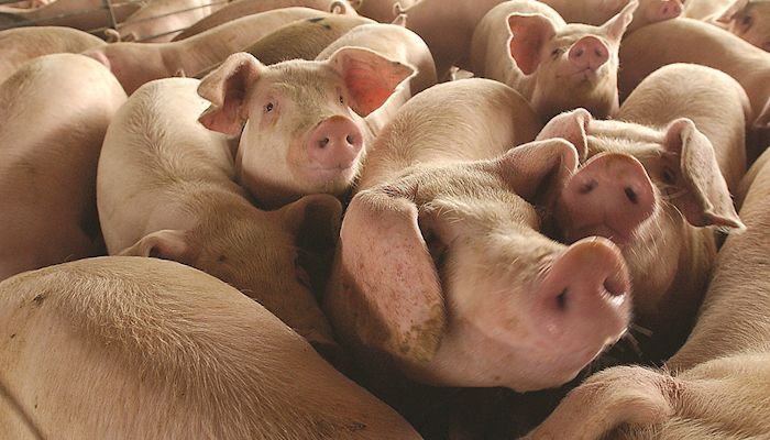 China purchases lift pork prices