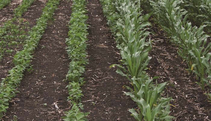 Poor seed quality may impact soy germination rate