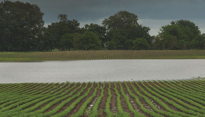 Late planting pushes corn higher