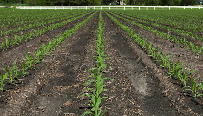 Corn Strategy - May 15, 2019