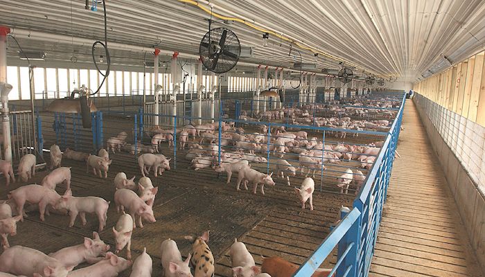 Court cases show that livestock belongs
