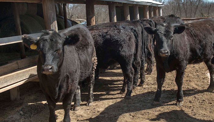 Livestock Markets - May 22, 2019