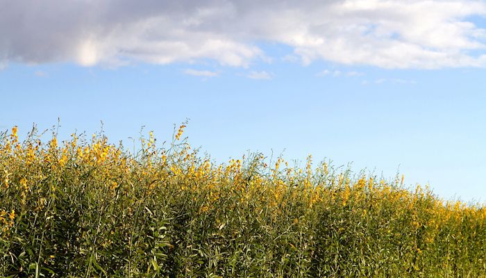 Reynolds signs hemp bill, IDALS developing regulations