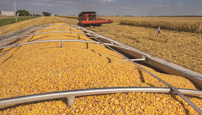 Ag export projections trimmed