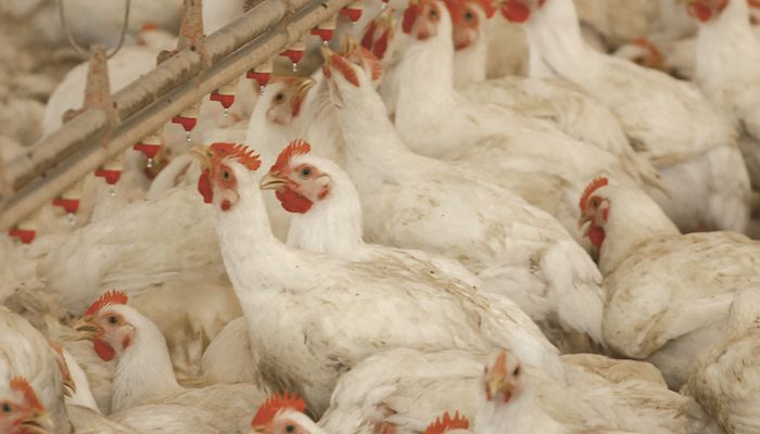 Charles City chicken plant closing