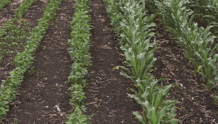 It’s going to be a sweaty year in Iowa farming