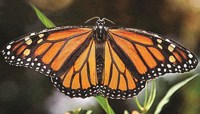 Agency given additional time to determine if monarch belongs on the endangered list