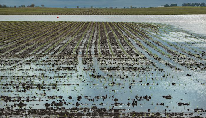 Running out of time to plant corn 