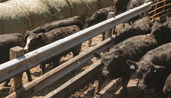 Biomass pellets offer advantages to livestock