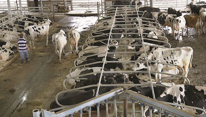 U.S. dairy production slowing slightly