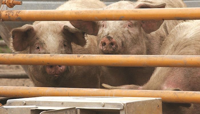 State vet offers African swine fever guidance
