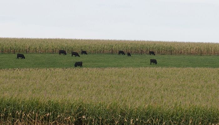 Maintaining and improving forage stands