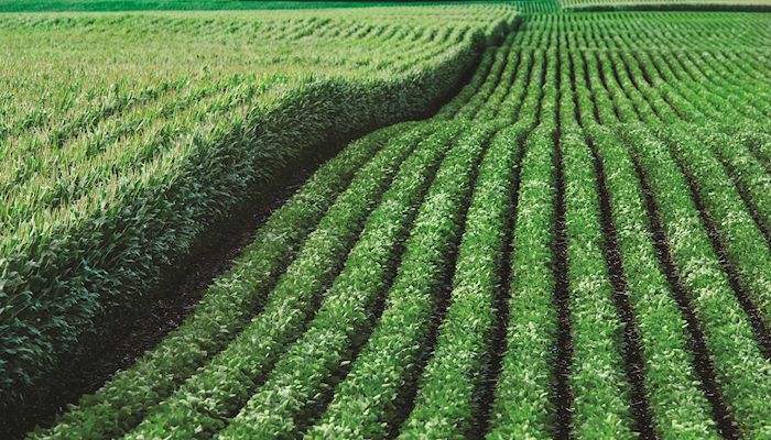 Iowa Corn & Soybean Basis - June 19, 2019
