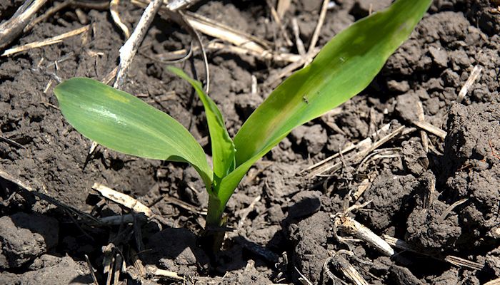 USDA’s corn surprise