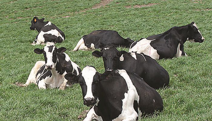 Dairy program sign-up begins this week