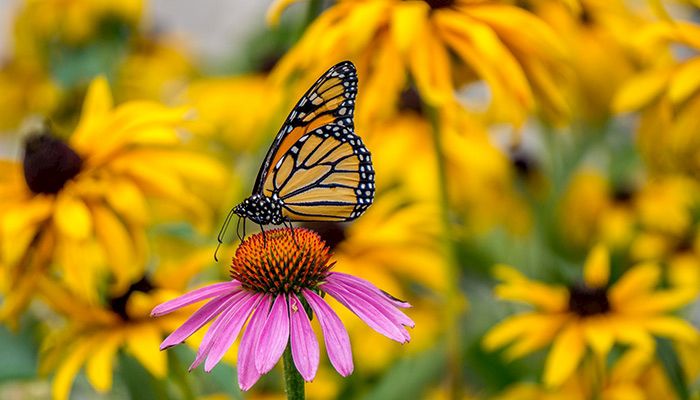 Monarch butterfly