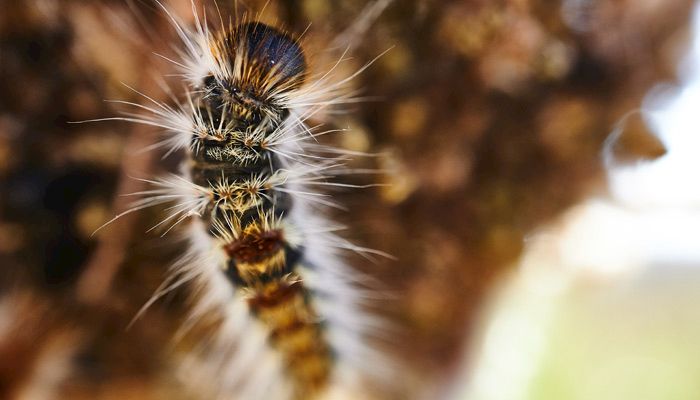 Thistle Caterpillar