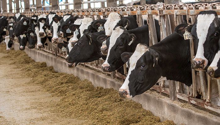 Feeding cattle